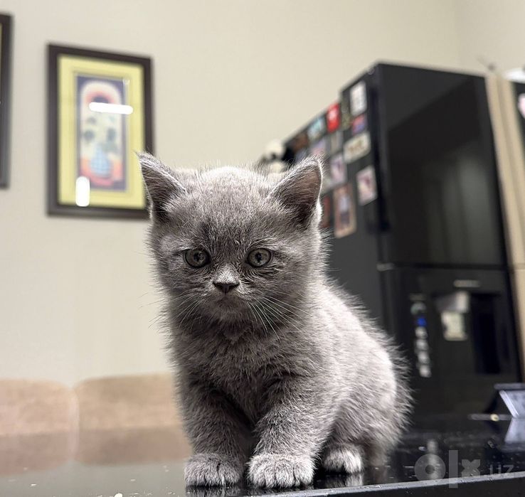 Котята ищут семью