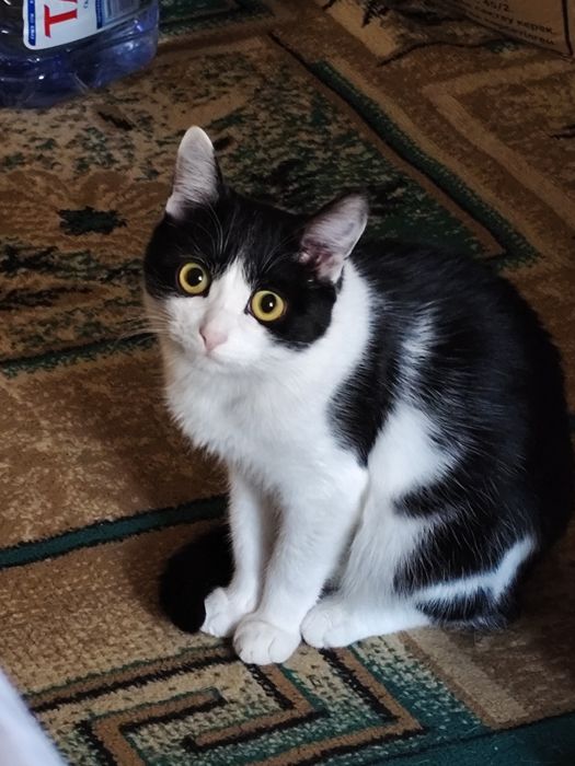 Отдам кота в хорошие руки