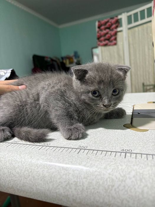 Шотланд мушукчалари