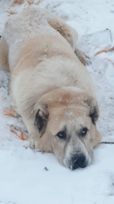 кОмпаНьеНы, сТорожа,ОхраНиики