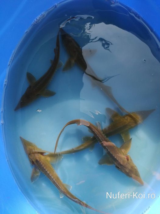 Sturioni (nisetru siberian, cega, cega alba)