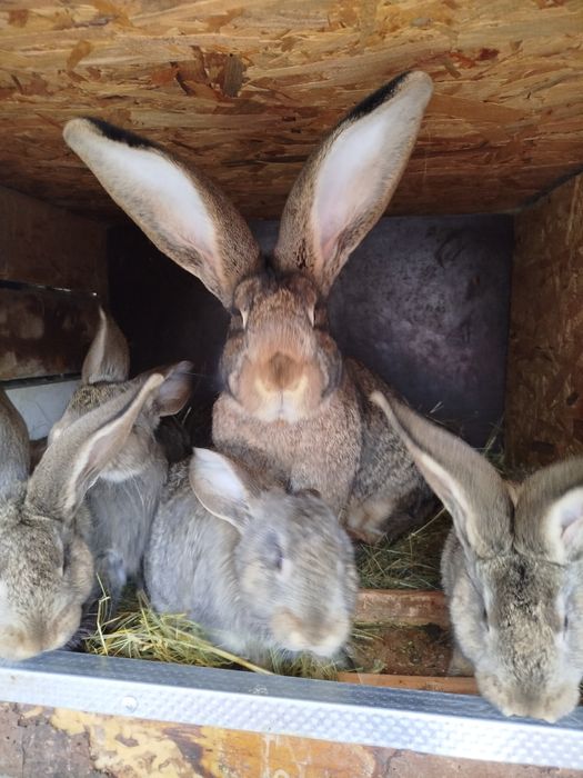 Vând iepuri uriaș german