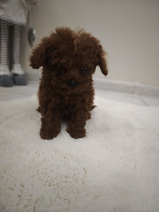Poodle Toy момче и момиче