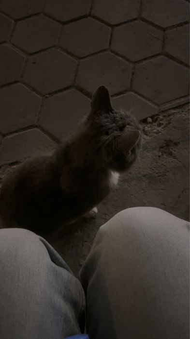 Кот в добрые руки