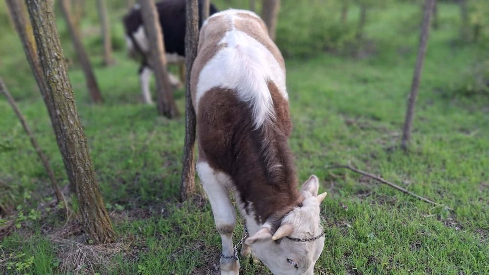 Vand vițel negociabil!!