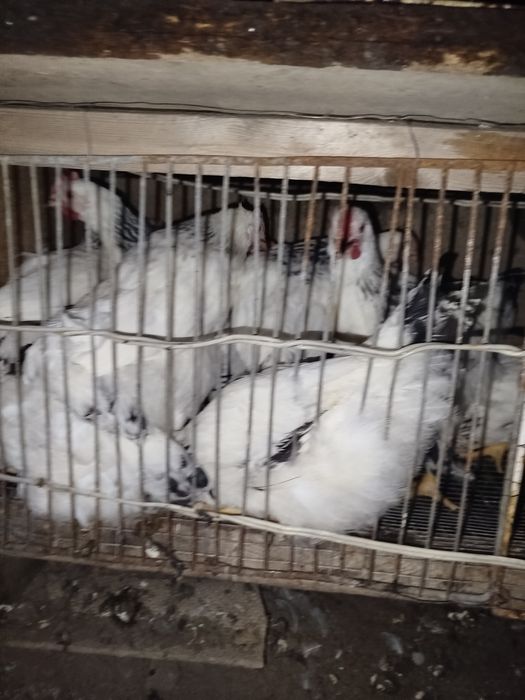 Продам или обменяю