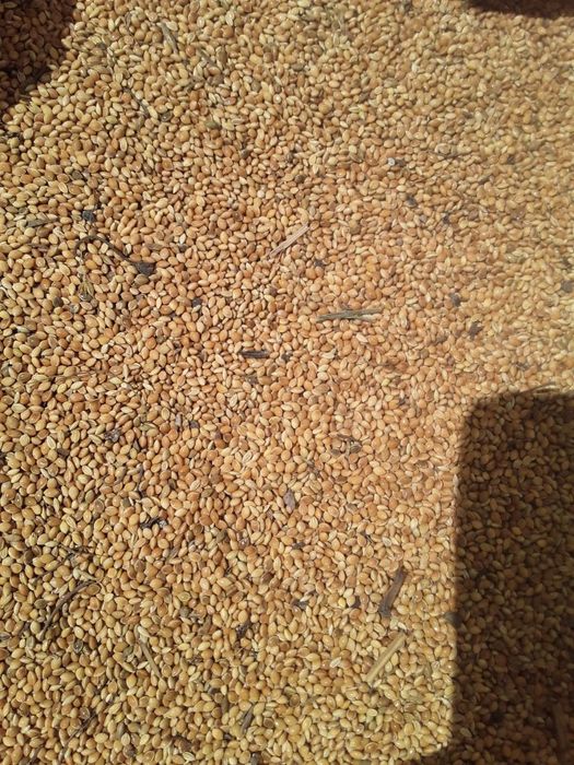 Тарих сотилади .