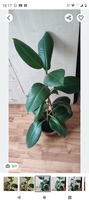 ficus, plantă naturală decorativă