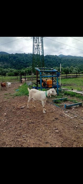 Vând 3 capre de lapte și 4 iezi (Metis