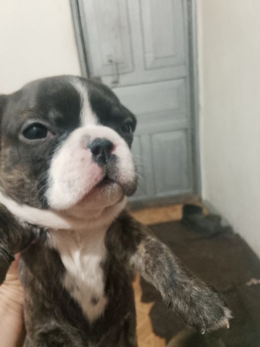 Французский бульдог