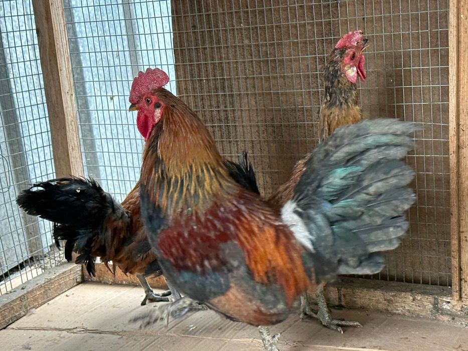 Петухи карликовые