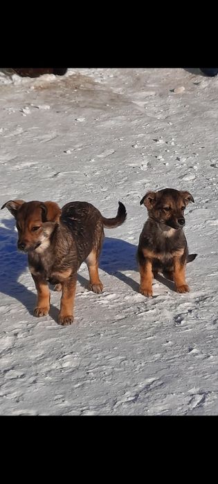 Отдам щенков, дворняги