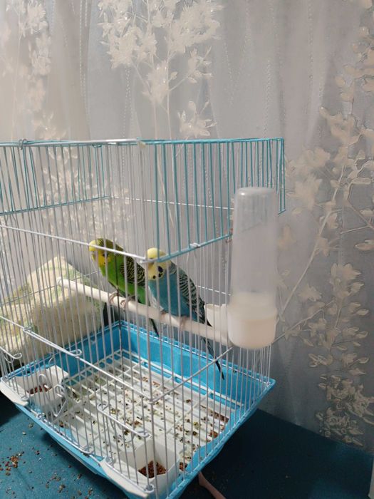 Попугай мелкие продам