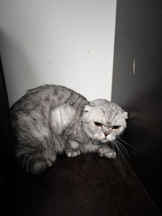 Продается кошка 100000тг