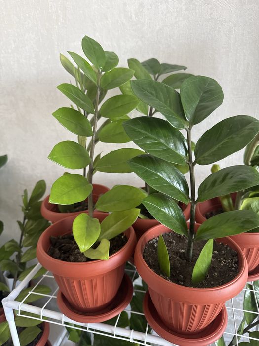 Продам Комнатные цветы ( хлорофитум и замиакулькас).