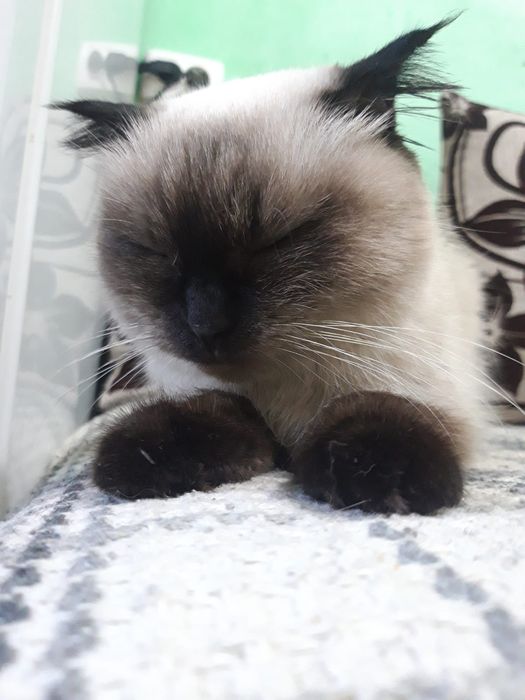 Отдам кошечку вислоухую