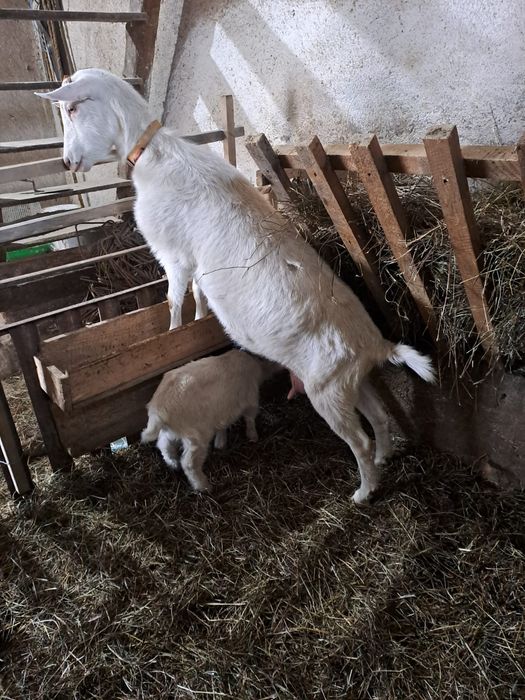Capra și iada sanen