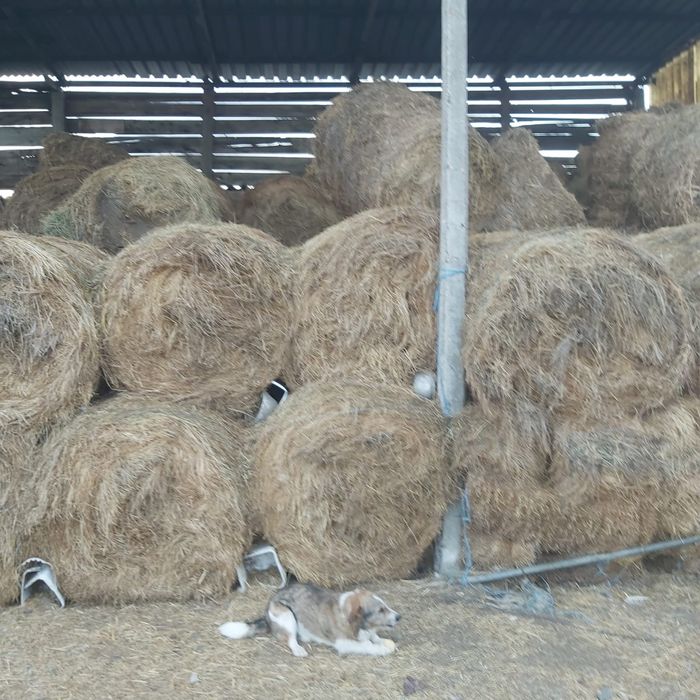 Baloti de fan rotunzi mari