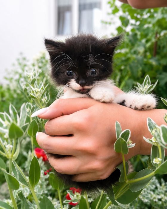 Отдадим котика в заботливые руки