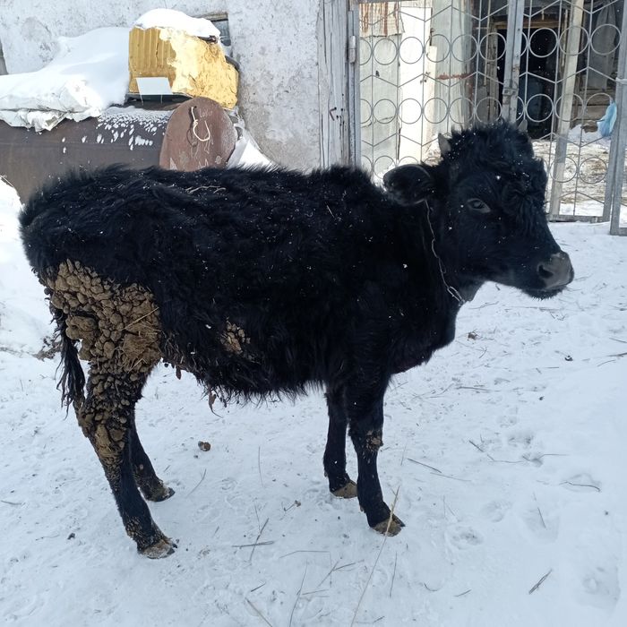 Продам тёлочку 1 год