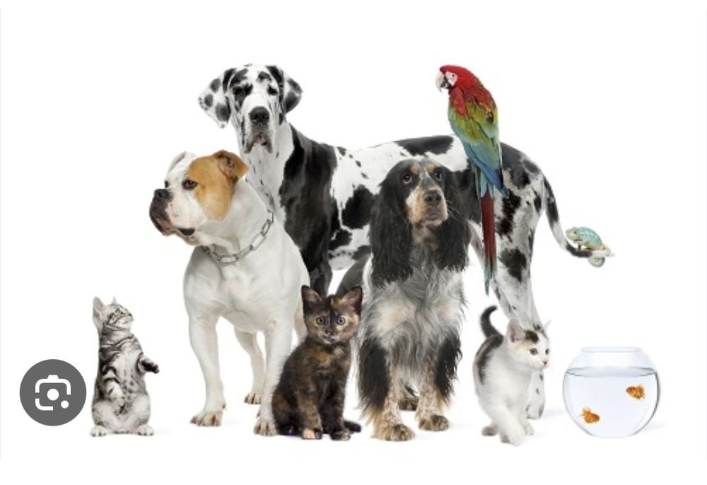 Евтаназия на домашни любимци