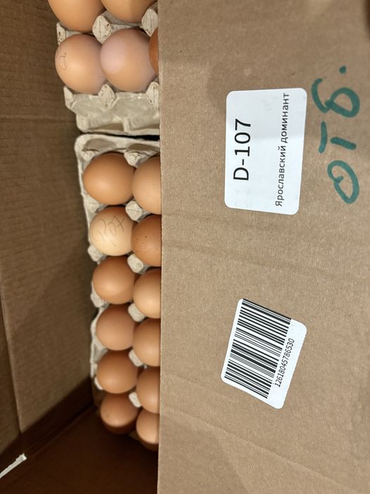 Инкубационное яйцо