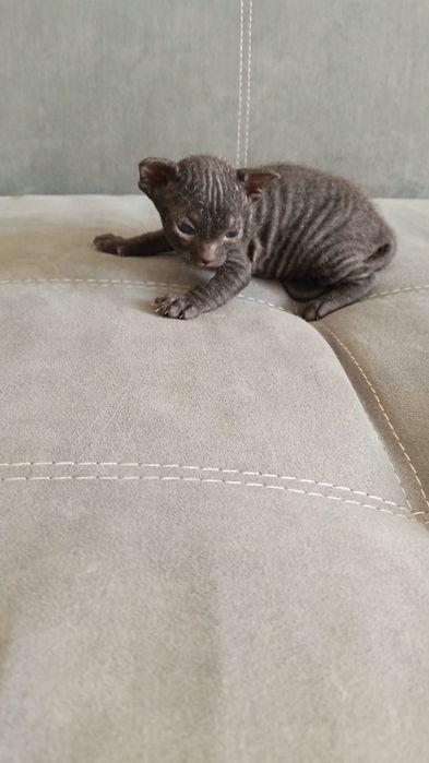 Продам котят донского сфинкса.