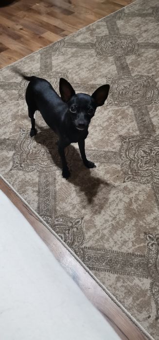 Продавам Пинчери