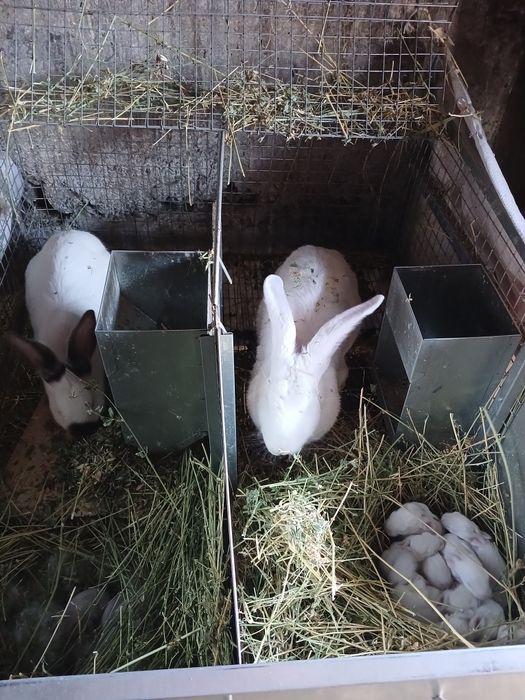 Продаются кролчата...