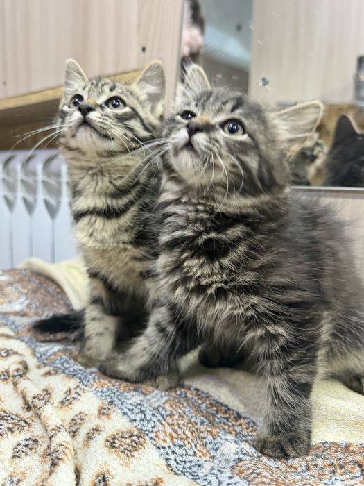 Отдам котят в добрые руки