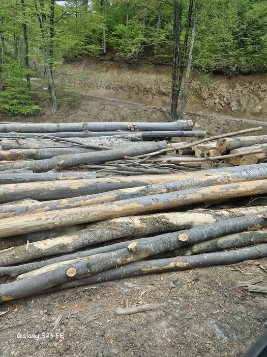 Lemn foc fag bustean