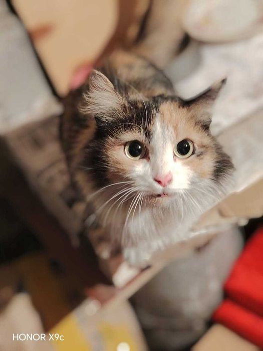 Срочно ищем дом для кошки