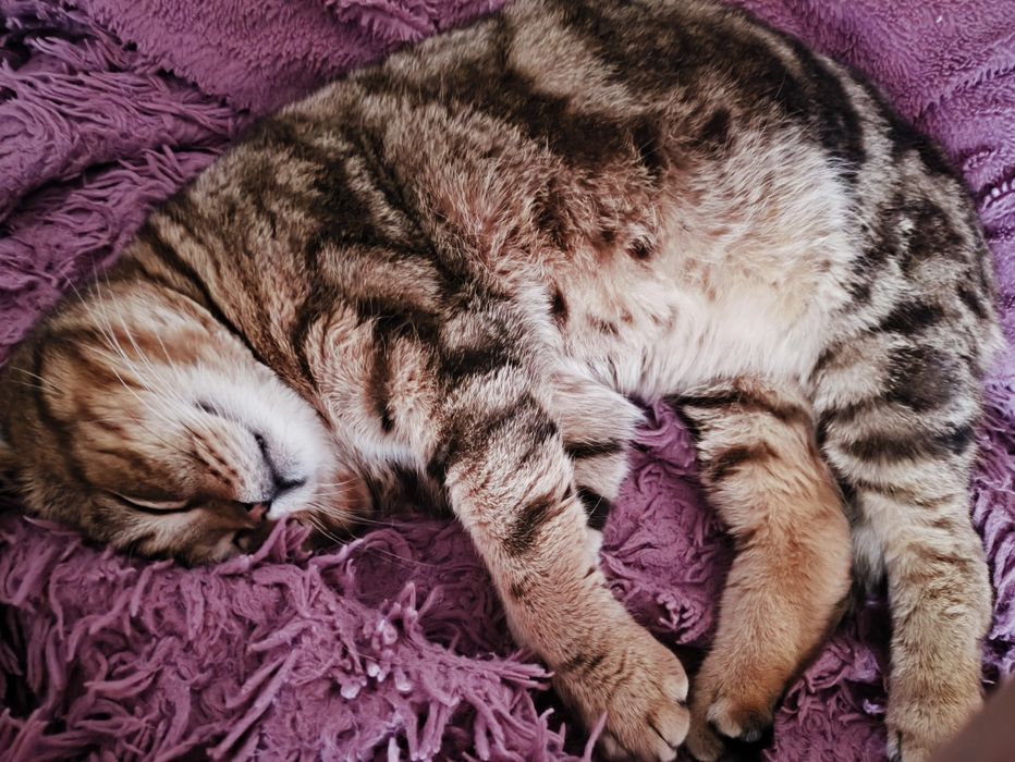 Симба ищет любящих хозяев!