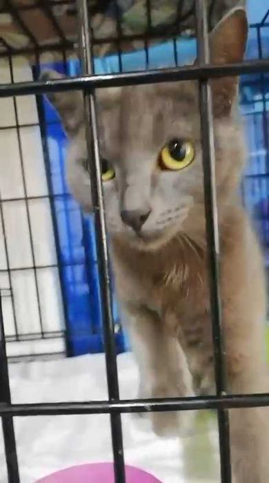 Ищем кошечке семью!