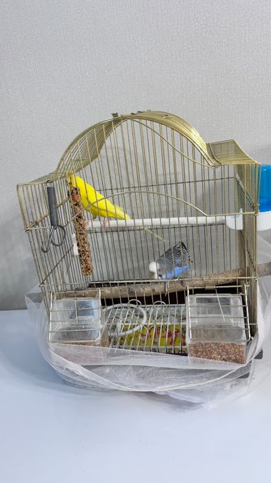 Продам  папугай волнистые
