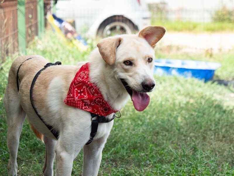 Câini pentru adopție – oferă-le o șansă la o viață mai bună