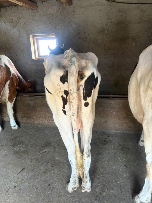 Vând vaca Holstein prima fatare