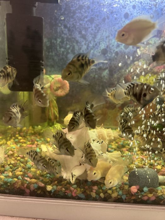 Аквариумные рыбы