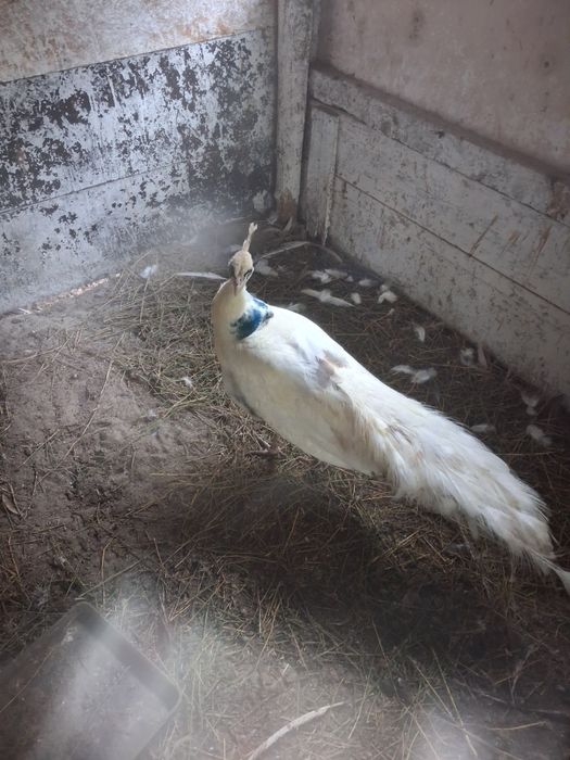 Vând sau schimb paun