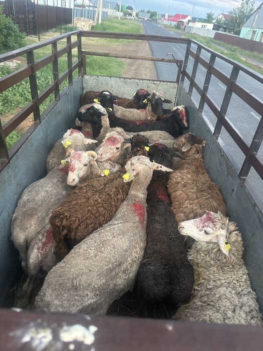 Продам баран на курбанайт ,есть доставка по городу