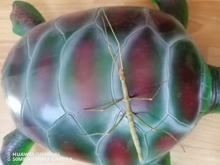 Прекрасное насекомое Палочник