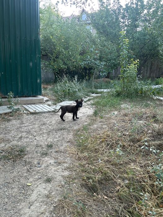 продается щенок питбуля