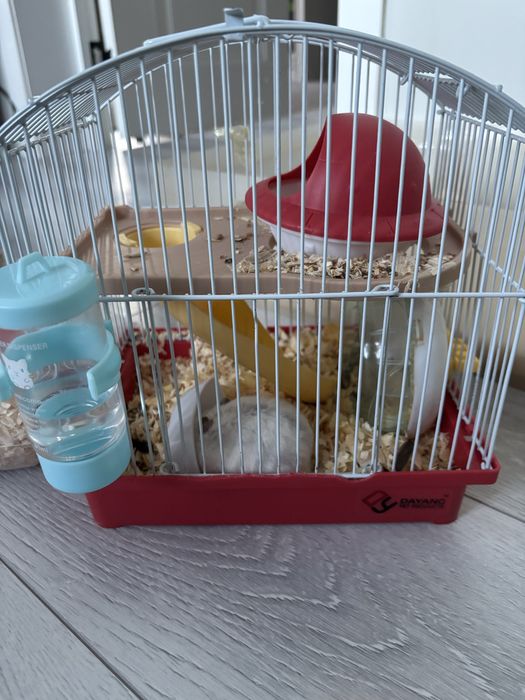 Хомяк джунгарский продам