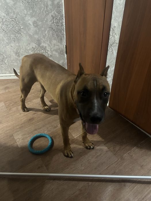 Питбультерьер Вязка