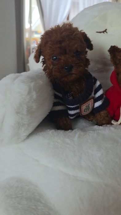 Пудел тийкъп момчета с документ за произход