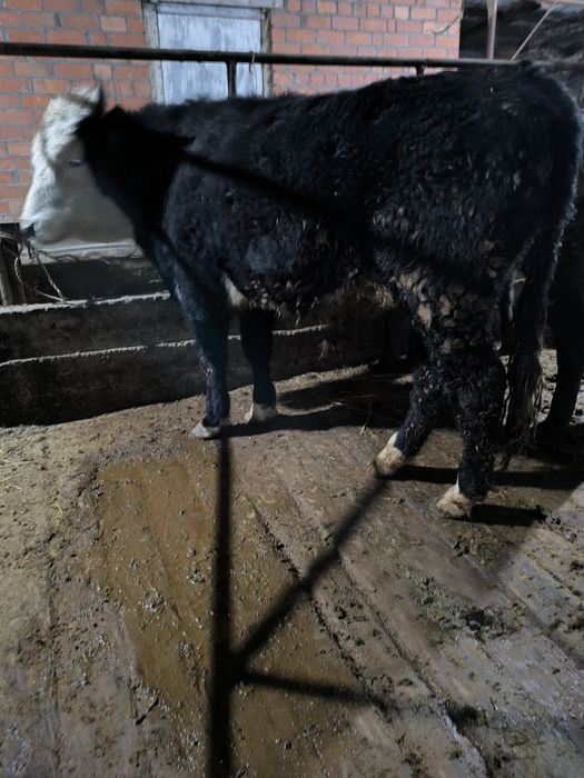 2 жасар бұқа сатамын,семіз