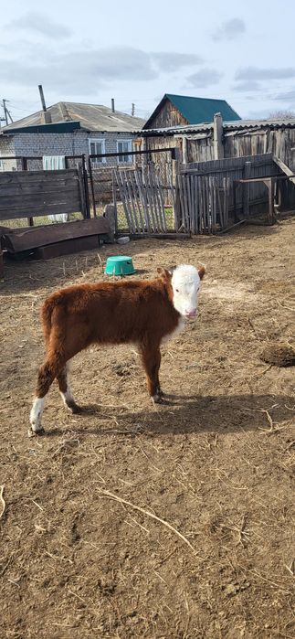 Продам телят 2 голову