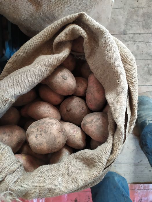 Дачный кортофель