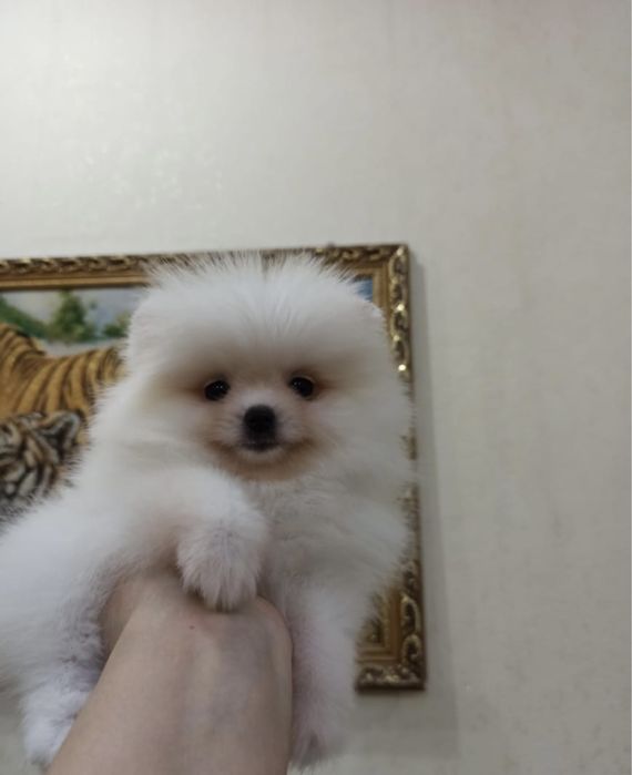 Игрушечные мини шпицульки