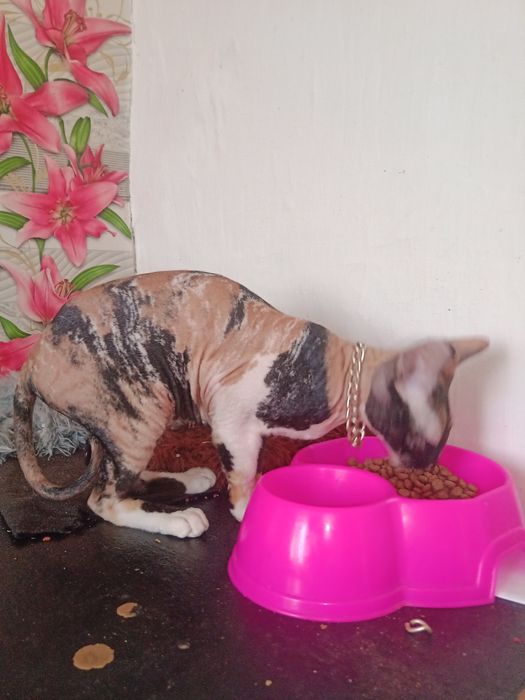 Донской сфинкс мраморная девочка